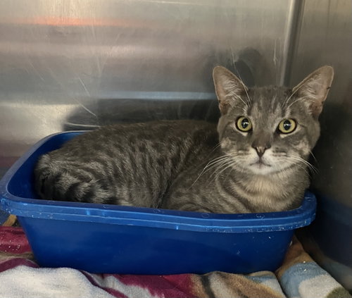 Theo - Friendly Gray Tabby - Foster Care, a cat for adoption from Mitchell Animal Rescue