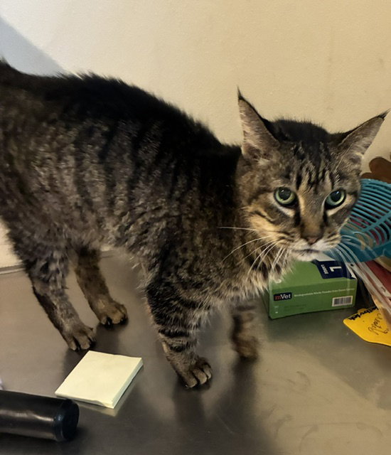Oatmeal - tabby with green eyes in foster care, Domestic Short Hair