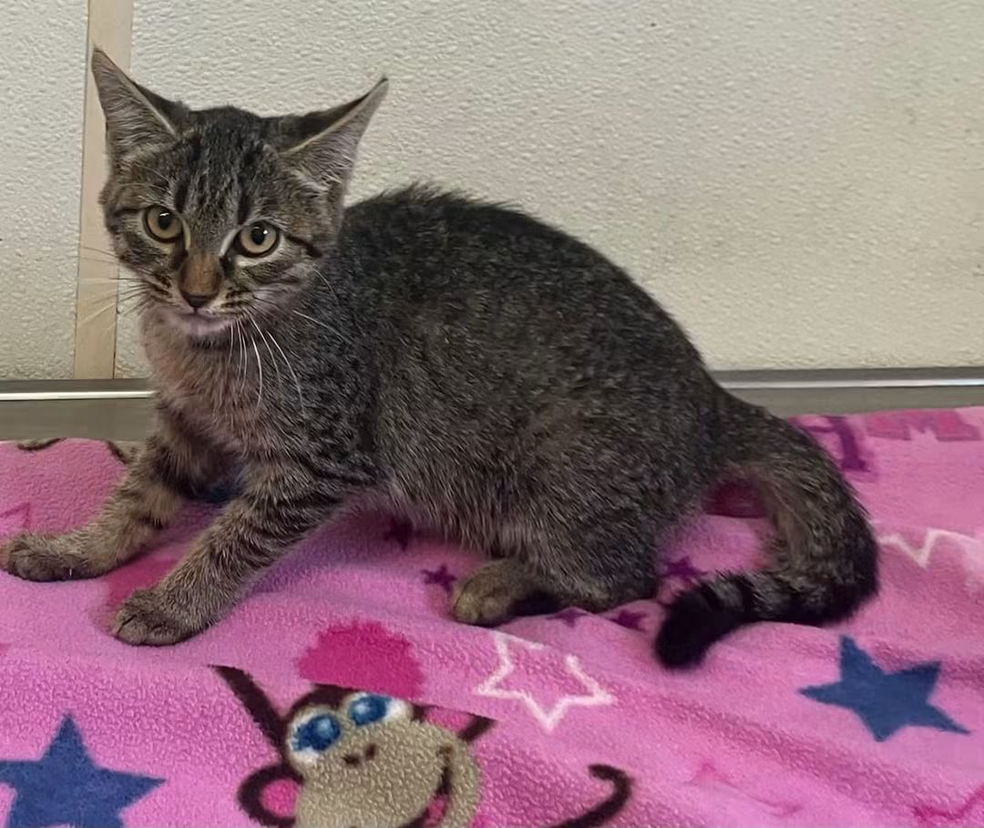 Alice - Tabby Kitten in foster care, Domestic Short Hair
