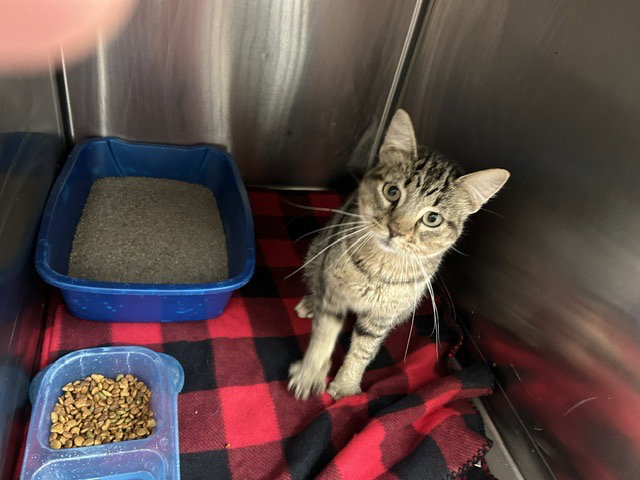 Pancake - Light Gray Tabby in foster care, Domestic Short Hair