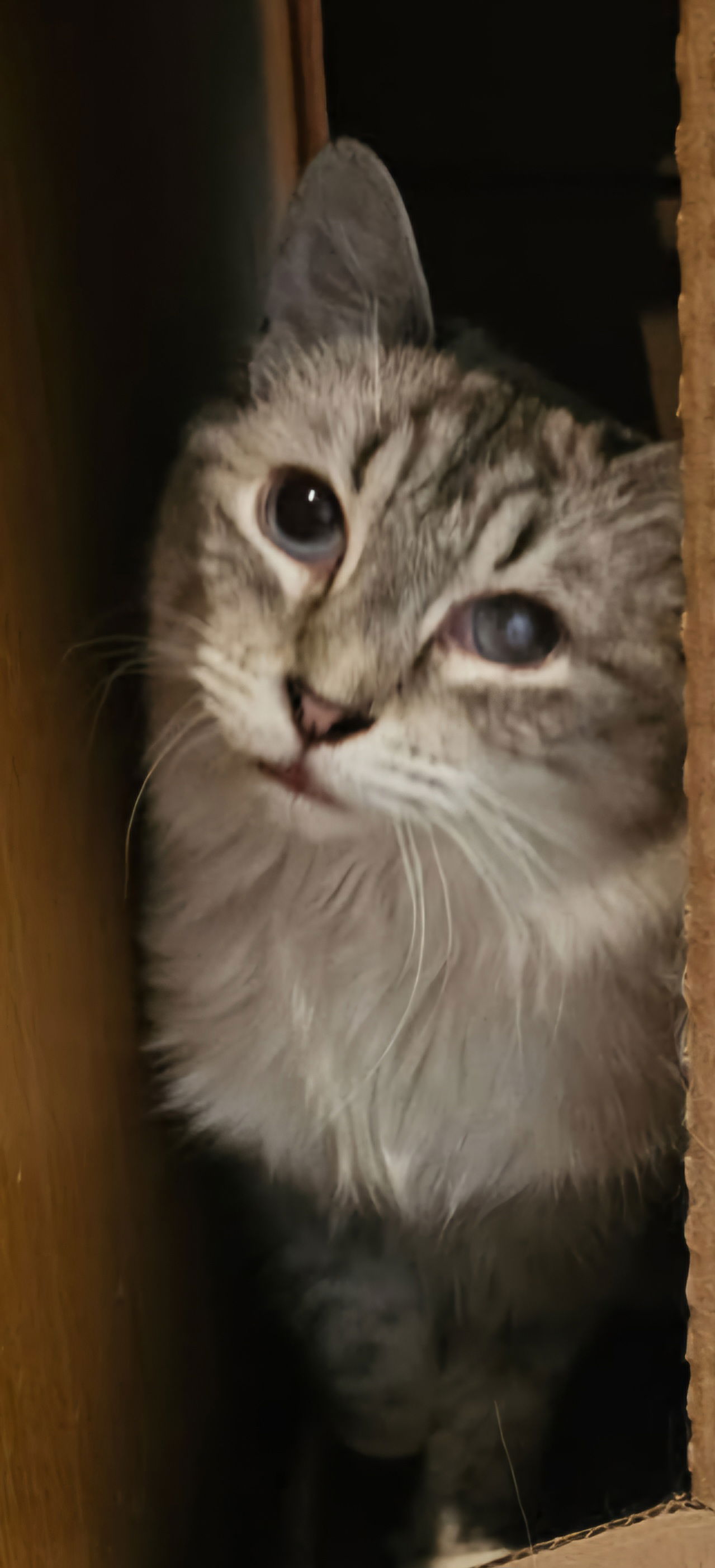 adoptable Cat in Glendale, AZ named Stormie