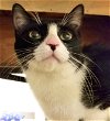 adoptable Cat in glendale, AZ named Spidergirl
