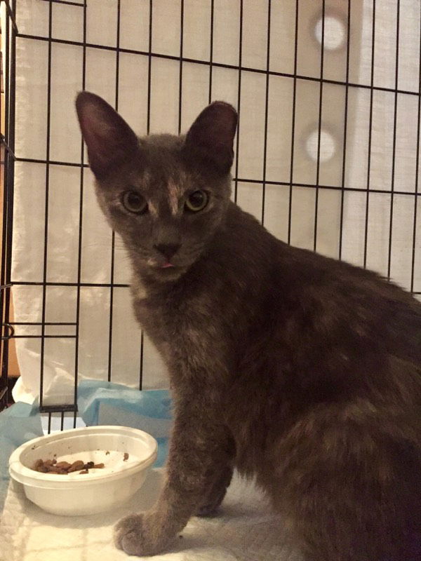 adoptable Cat in Glendale, AZ named Winnie