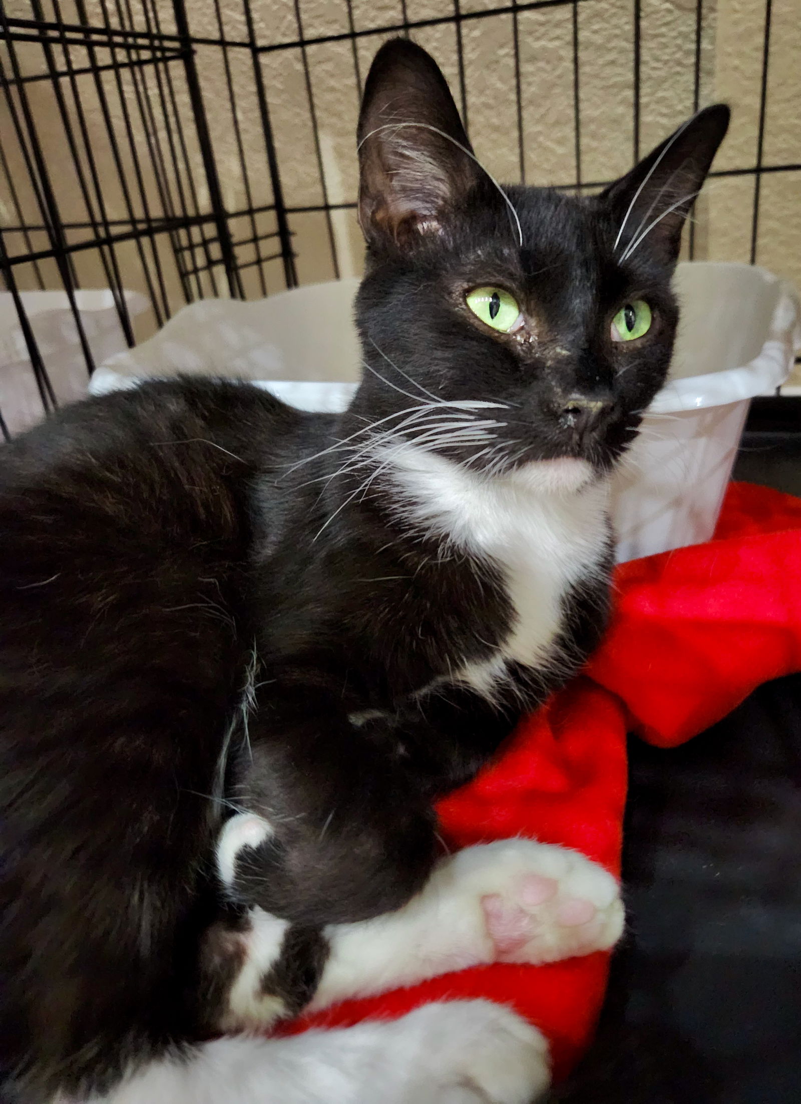 adoptable Cat in Glendale, AZ named NightHawk