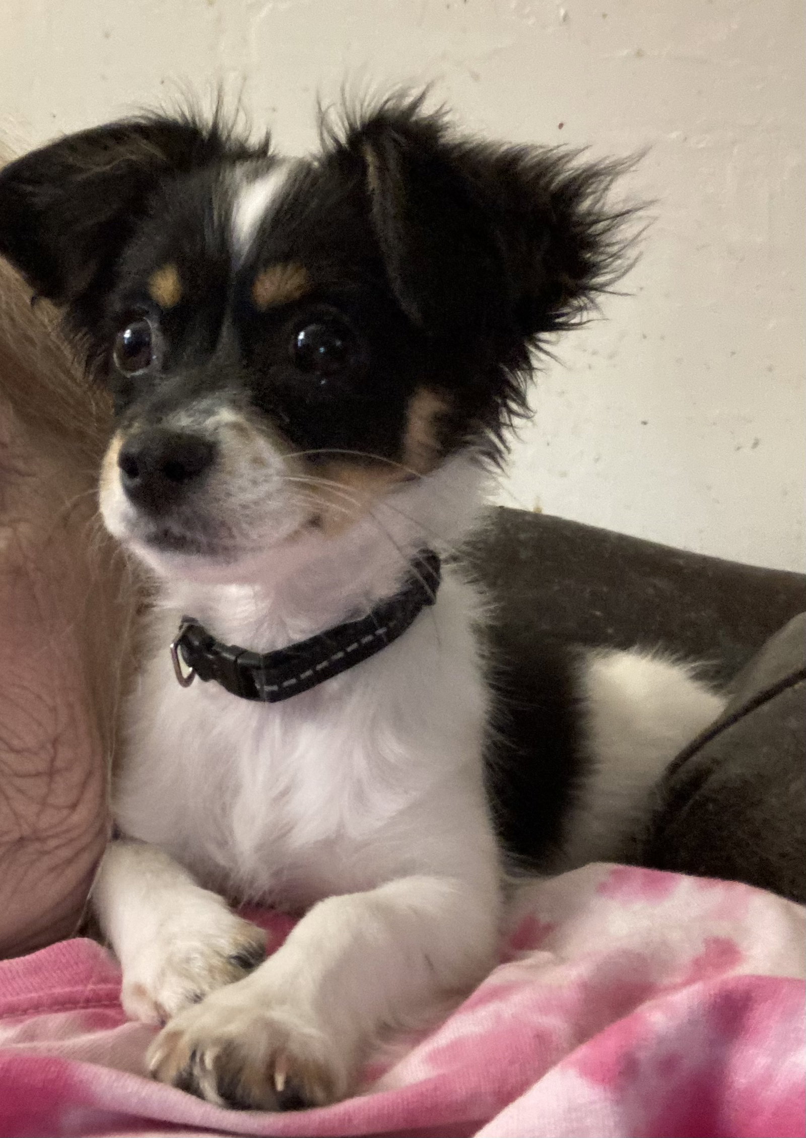 Dog for Adoption Butterfinger, a Papillon in Tempe, AZ Alpha Paw