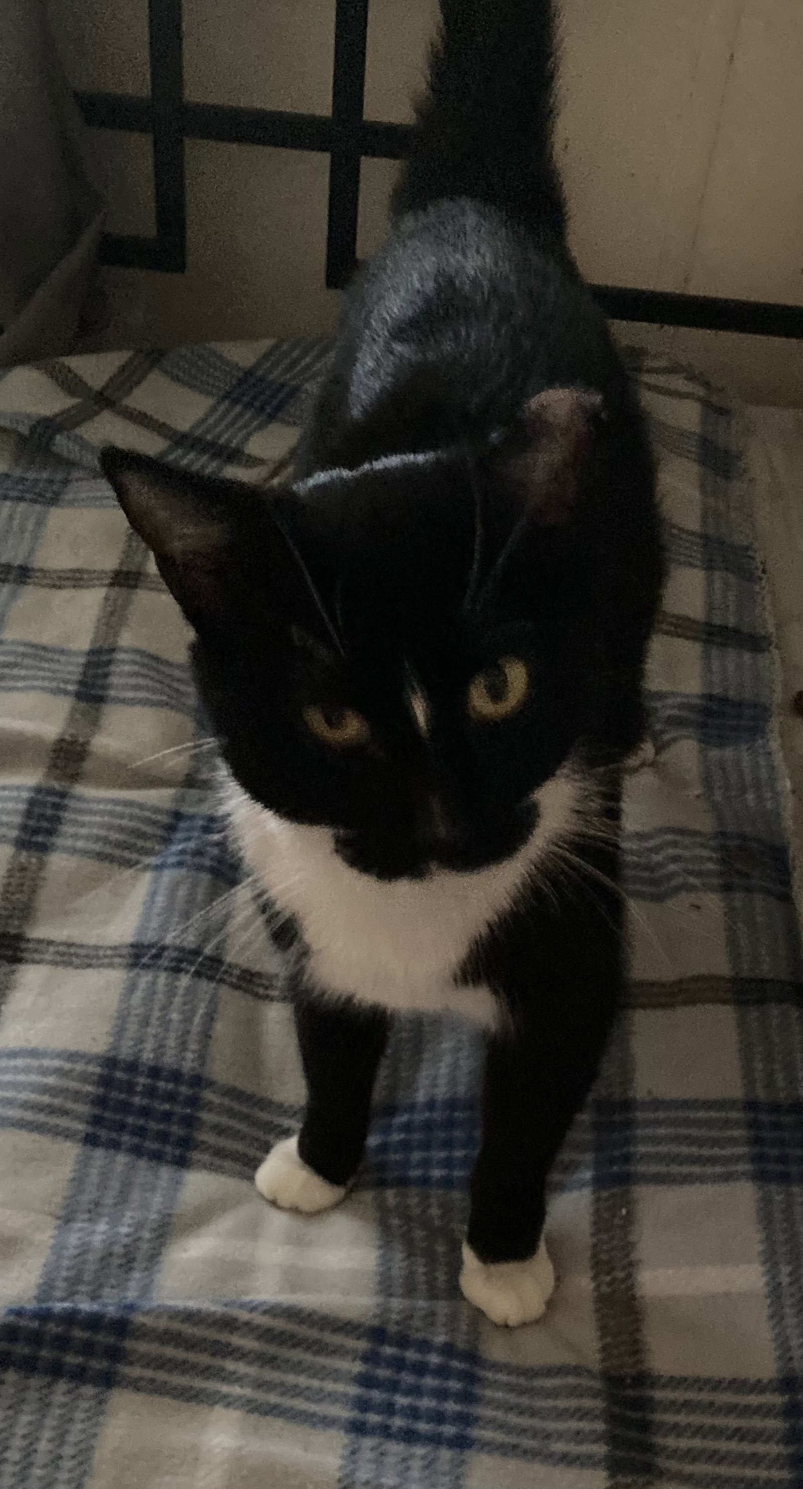 Cats for Adoption in Fountain Hills, Arizona Alpha Paw