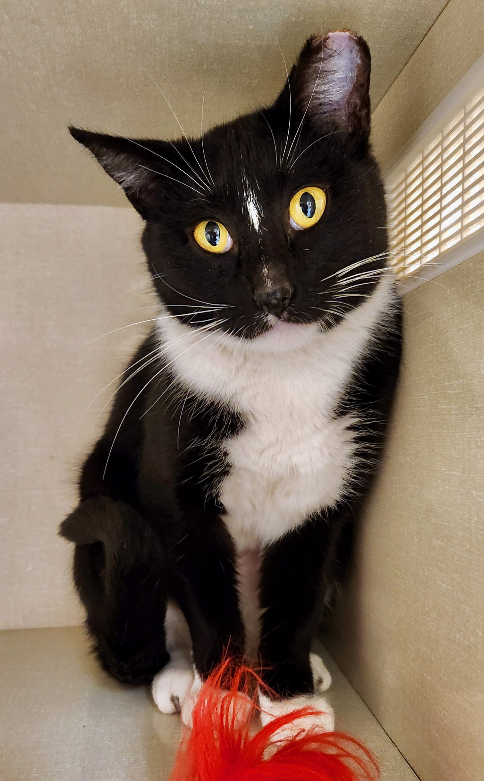 Cats for Adoption in Fountain Hills, Arizona Alpha Paw