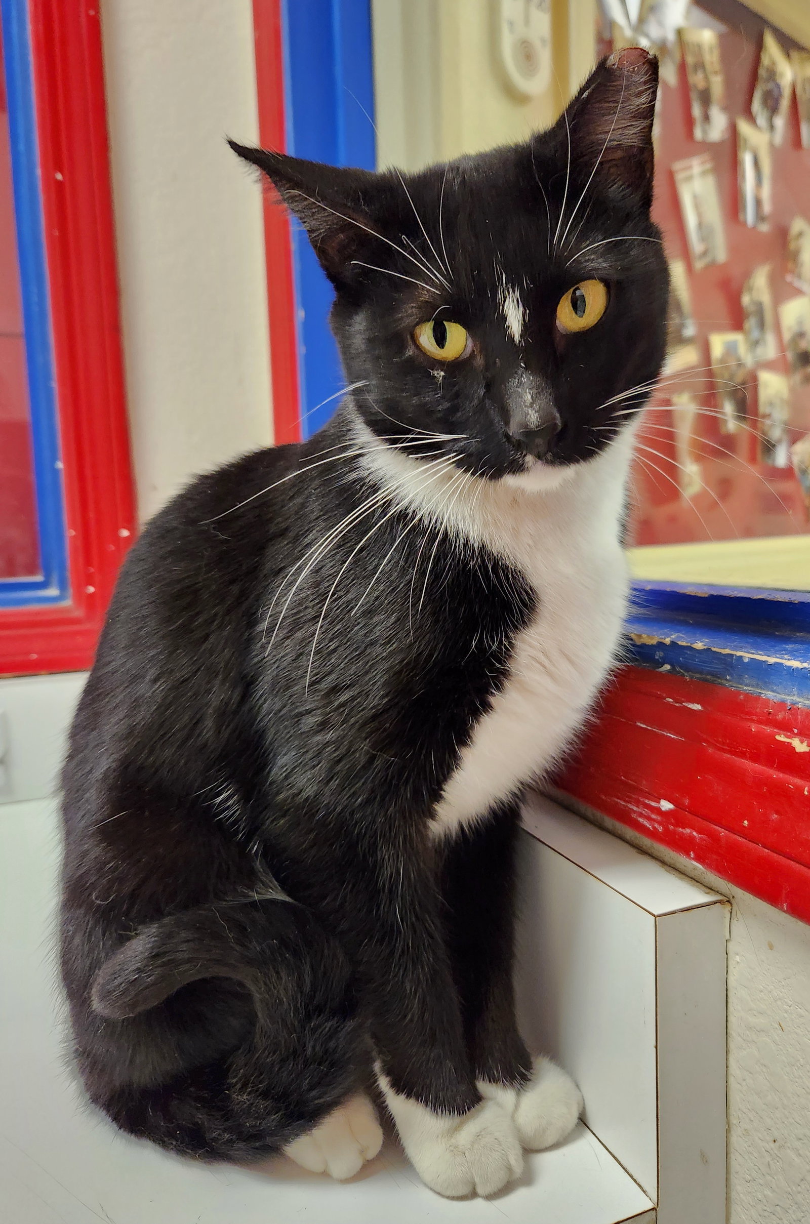 Cats for Adoption in Fountain Hills, Arizona Alpha Paw