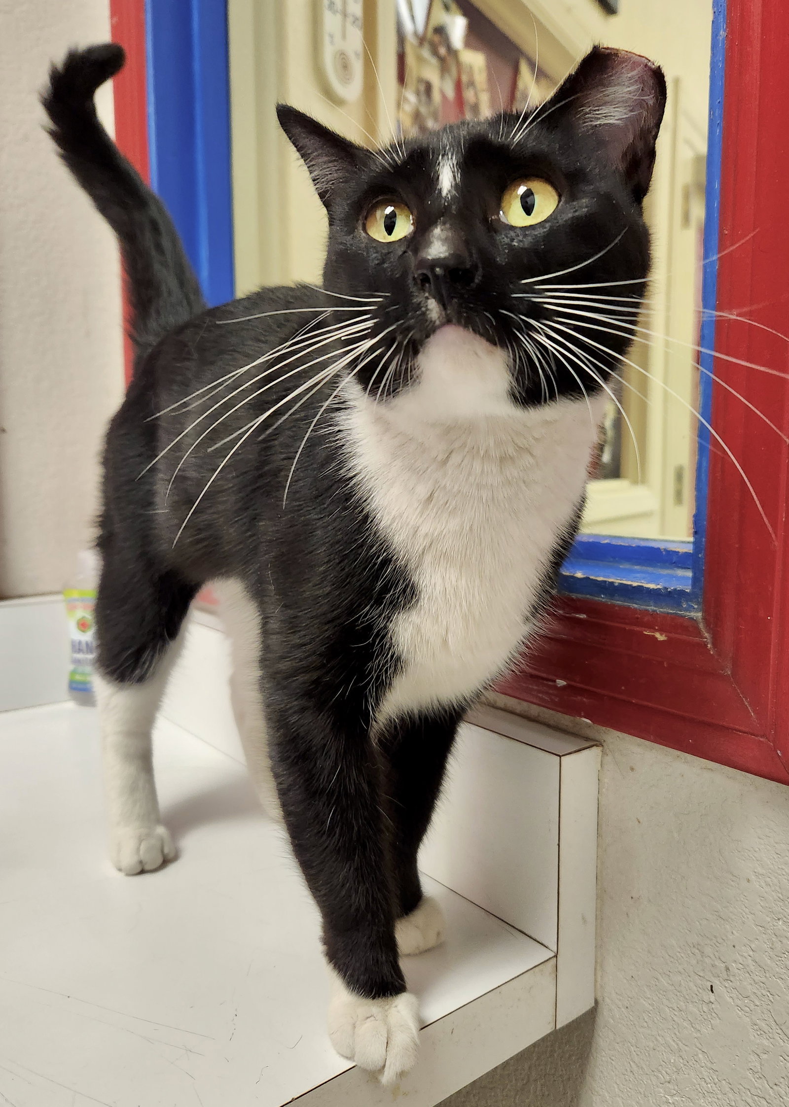 Cats for Adoption in Fountain Hills, Arizona Alpha Paw