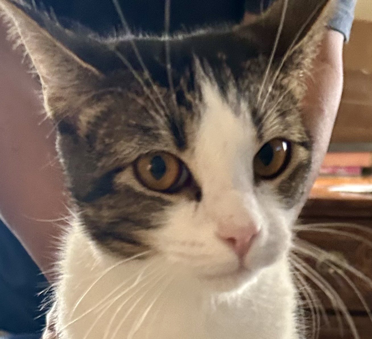 adoptable Cat in Glendale, AZ named Tink