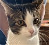 adoptable Cat in glendale, AZ named Tink
