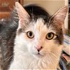 adoptable Cat in glendale, AZ named Peter