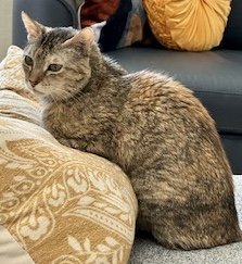 adoptable Cat in Phoenix, AZ named Rubi