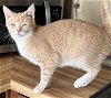 adoptable Cat in , AZ named FIONA