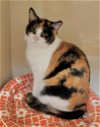 adoptable Cat in glendale, AZ named Peach