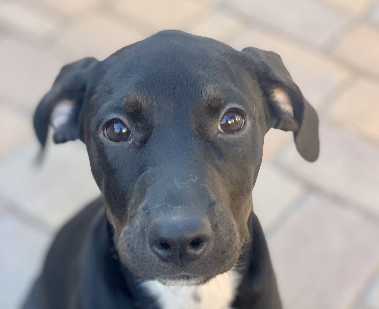 Dog adoption in Phoenix, AZ 85027: Labrador Retriever / Mixed (short ...