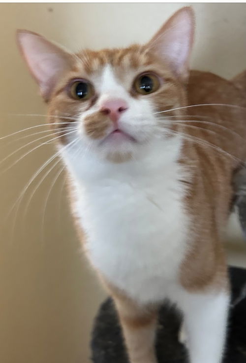 picture of the cat needing adoption