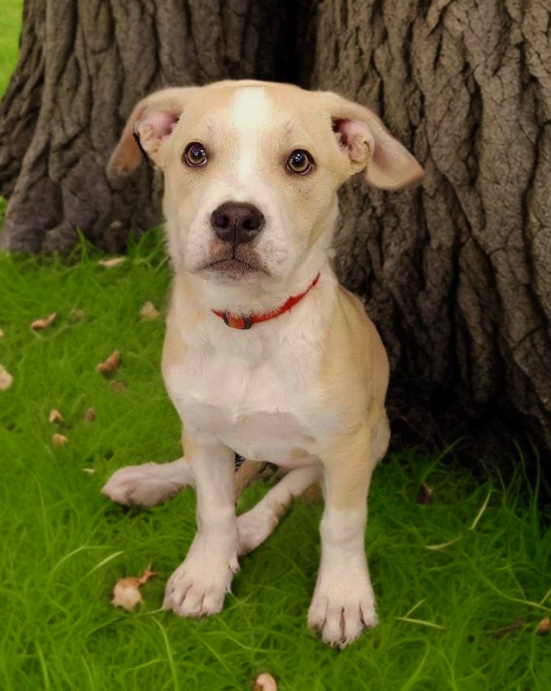 adoptable Dog in Phoenix, AZ named Remmington