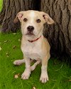 adoptable Dog in  named Remmington