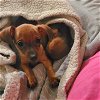 adoptable Dog in , AZ named Kielbasa