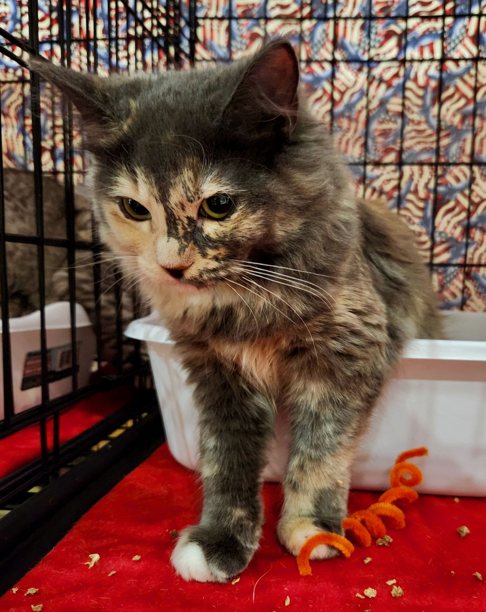 adoptable Cat in Glendale, AZ named Rye