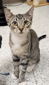 adoptable Cat in Phoenix, AZ named BJ HoneyCut