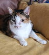 adoptable Cat in , AZ named Kaydee