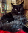 adoptable Cat in Phoenix, AZ named Bobar