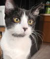 adoptable Cat in Phoenix, AZ named Zeedoe