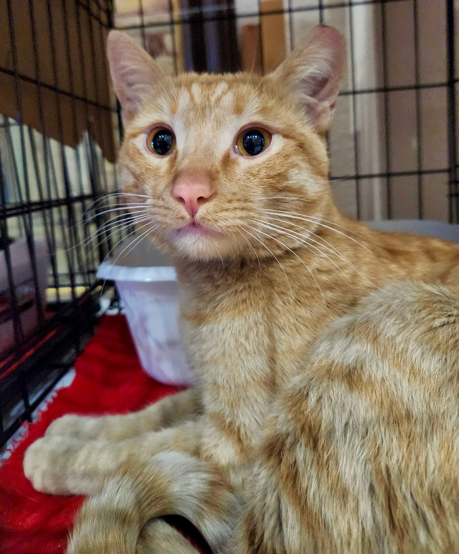 adoptable Cat in Phoenix, AZ named Booker T