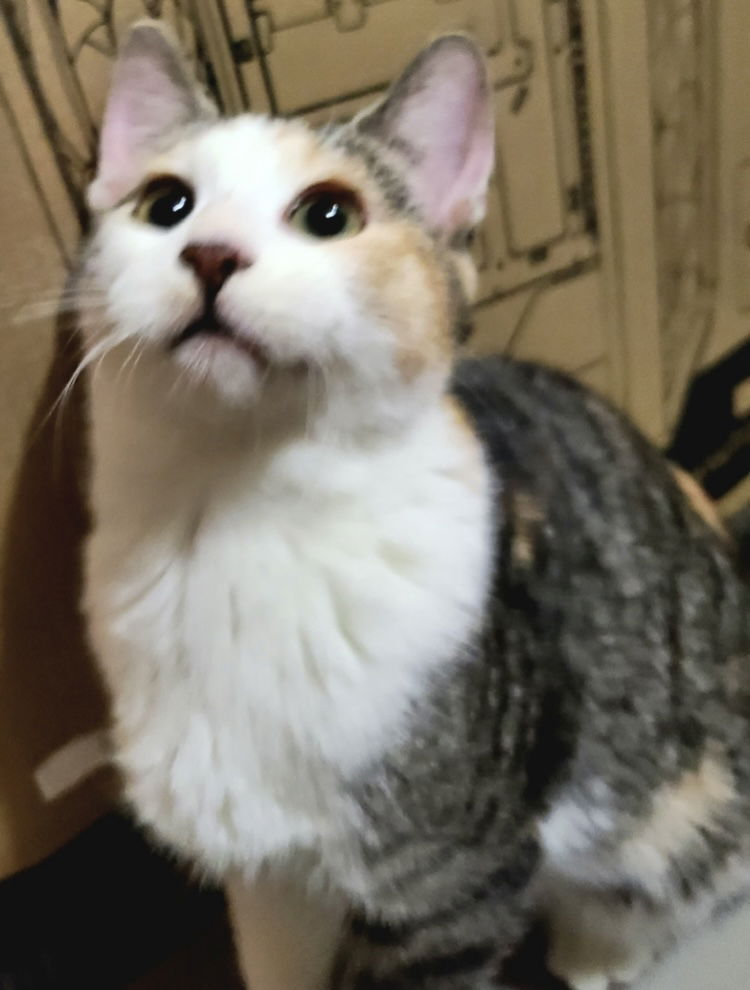 adoptable Cat in Phoenix, AZ named Specks