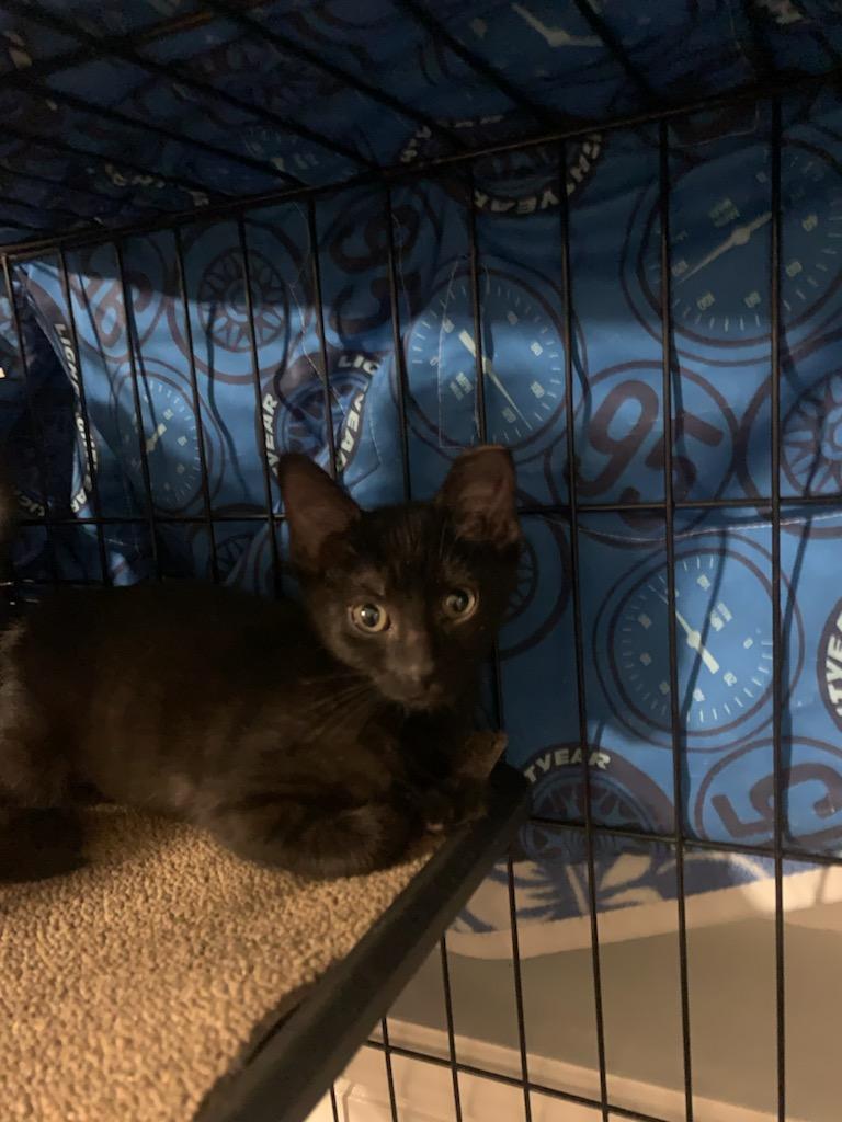 adoptable Cat in Glendale, AZ named Toe Bean