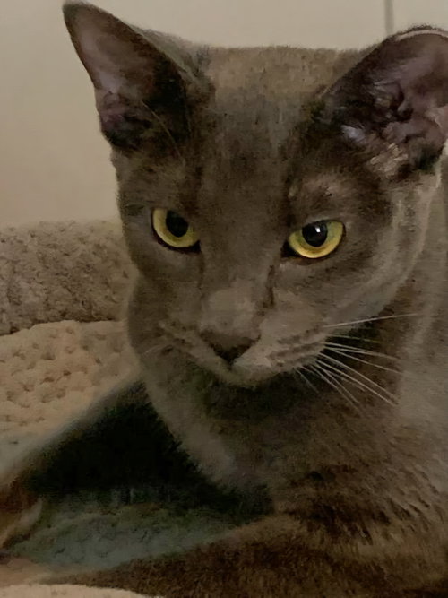 MARINARA - Domestic Short Hair available for adoption