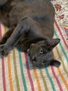 Marinara - Photo 3