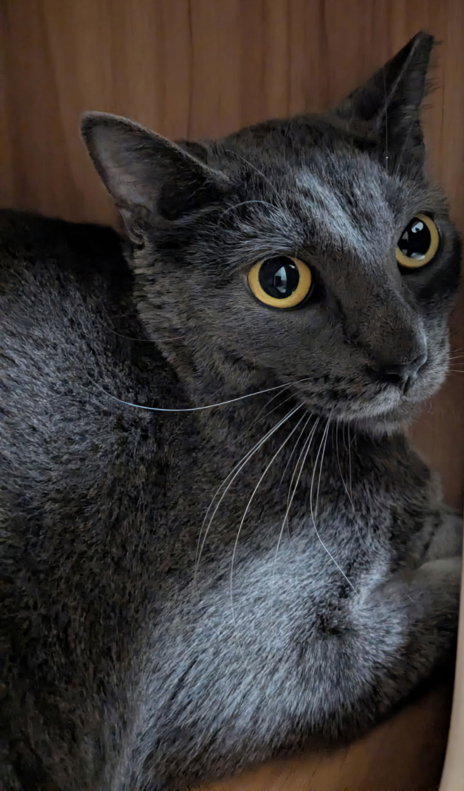 adoptable Cat in Glendale, AZ named Marinara