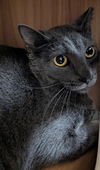 adoptable Cat in Glendale, AZ named Marinara