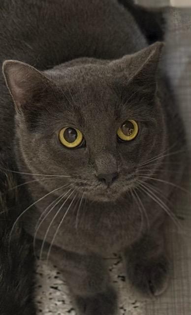 MARINARA - Domestic Short Hair available for adoption