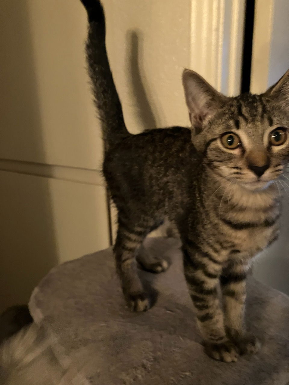 adoptable Cat in Glendale, AZ named Angus Young