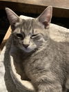 adoptable Cat in Glendale, AZ named Janis Joplin