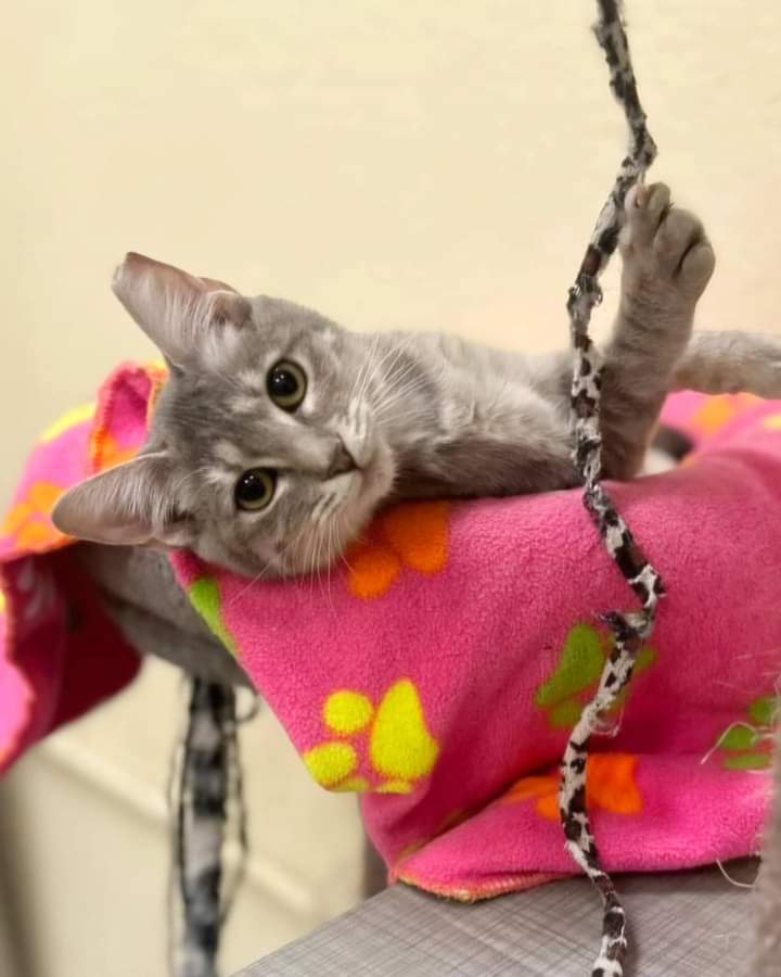 adoptable Cat in Glendale, AZ named Janis Joplin