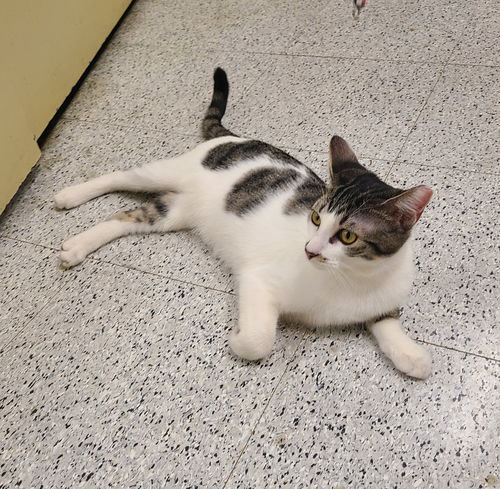 picture of the cat needing adoption