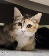 adoptable Cat in Glendale, AZ named Veronica