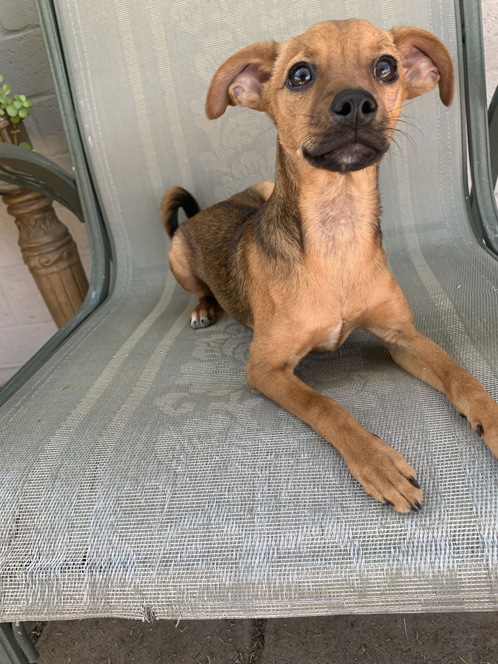 adoptable Dog in Glendale, AZ named Buzz Lightyear