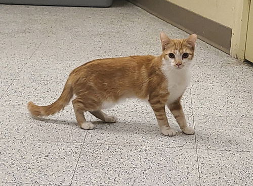 picture of the cat needing adoption