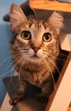 adoptable Cat in Phoenix, AZ named Stripes