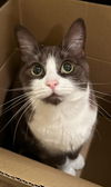 adoptable Cat in Phoenix, AZ named Suede