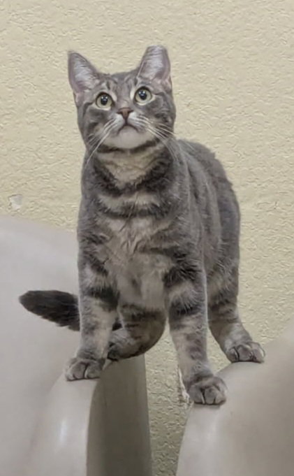 BELLATRIX - Domestic Short Hair available for adoption
