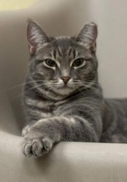 BELLATRIX - Domestic Short Hair available for adoption