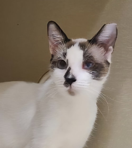 BLUEBELL - Siamese available for adoption