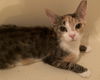 adoptable Cat in  named Georgia Peach